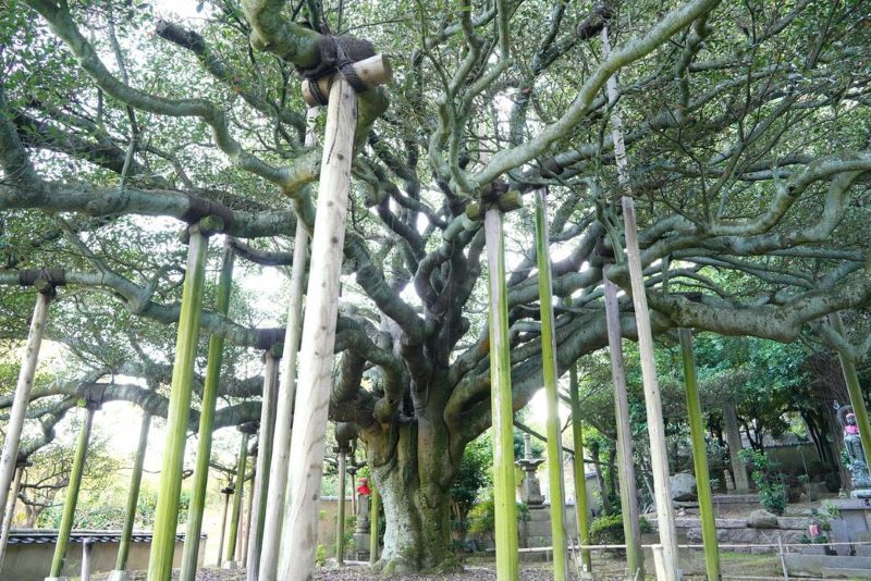 塩飽本島の長徳寺のモッコク